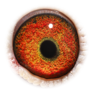 眼睛 “黄眼号X墨菲女郎”直孙