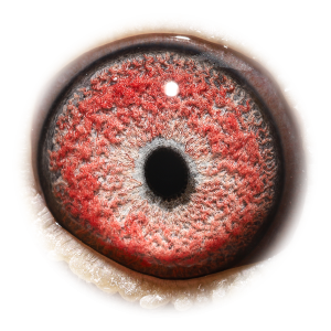 眼睛 丘比特号近亲