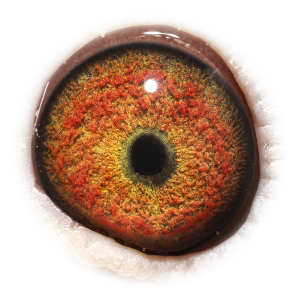 眼睛 Inbreed to Jupiter