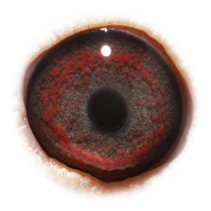 眼睛 “大奔X黄金墨菲”直女-珍妮定律全姐妹