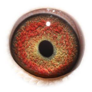 Oog van Big Ben Murphy's Law