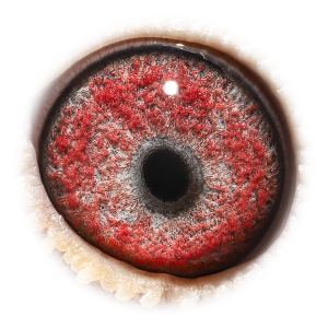 眼睛 Inbreed Big Ben