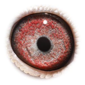 眼睛 Lulu Big Ben's Law