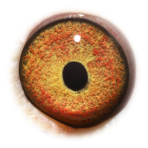 眼睛 无限号半兄弟 X 蜜娜娃全姐妹