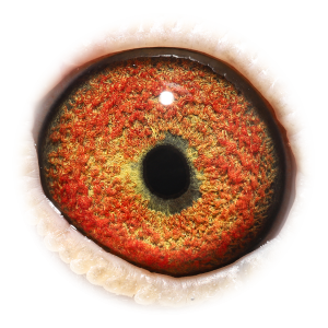 Oog van Jupiter & Murphy's Law