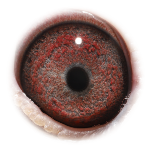 眼睛 墨菲的天王星错误