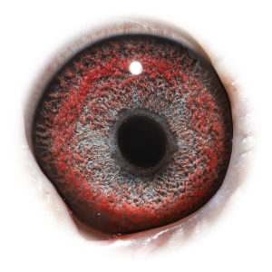 眼睛 Murphy's Hurricane