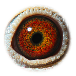 Eye of Sister Vale Diamant