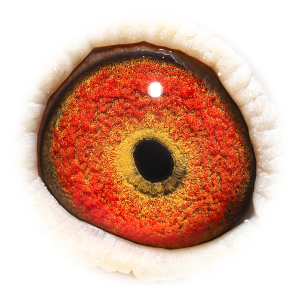 Eye of H. brt Olympic Krijn