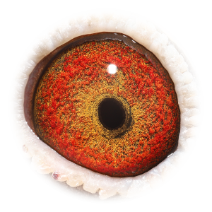 Eye of H. str Olympic Krijn