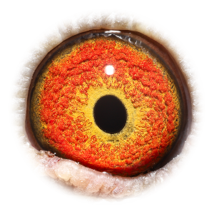 Eye of Brother Antoon