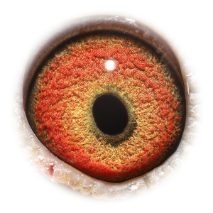 眼睛 卡梅隆克里奥里波-本身多次入赏