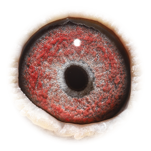 眼睛 超级克里奥里波百战天王-多次入赏