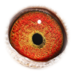 眼睛 新所向无敌直子