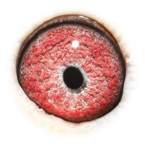 眼睛 基特尔迪.卡普里奥-获魁芙兰高位