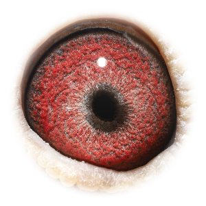 眼睛 内罗&克里奥里波