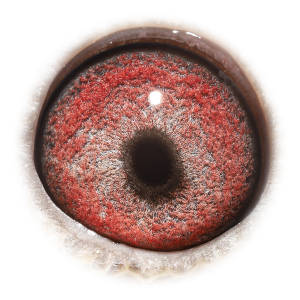 眼睛 百战天王新扬-获563公里季军/394公里4位等