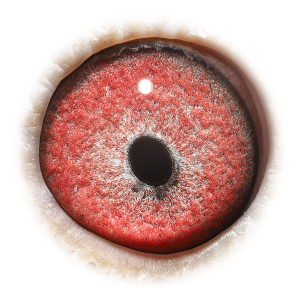 眼睛 漂亮百战天王直子X超级克里奥里波全姐妹