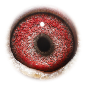 眼睛 哈利克里奥闪电