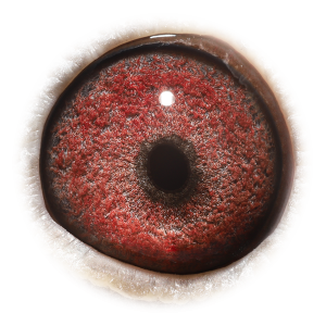 眼睛 闪电克里奥哈利-本身多次入赏