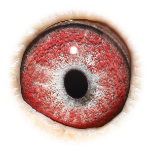 Eye of Son Miss Fontenay