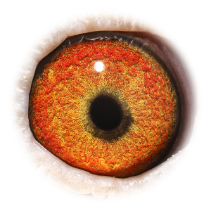 Eye of Grdsn Olympic Danny