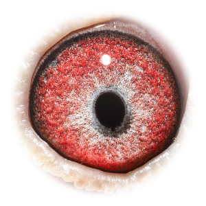 Eye of H. str Vale Diamant