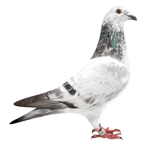 麒麟花018-获奇梅季军等多次入赏