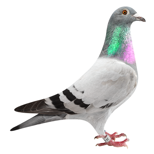 特鲁号-获2次4位等多次入赏