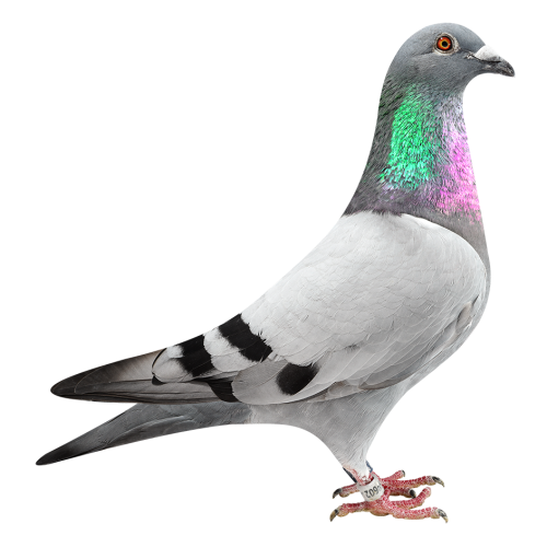 漂亮哈利&卡梅隆-获亚军等多次入赏