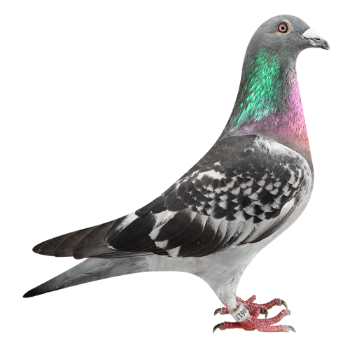 费德尔百战天王