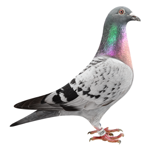 奥蒂斯（卡梅隆直孙）外孙