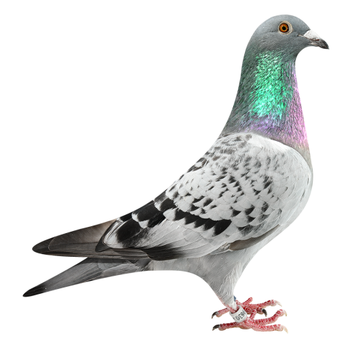 卡梅隆哈利-获588公里6位等