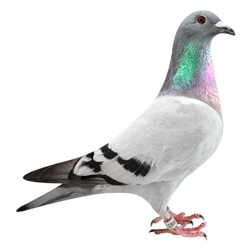 新闪电阿卡波可-获季军/4位等