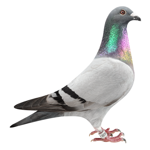 克里奥里波鸽王-获冠军/亚军/4位