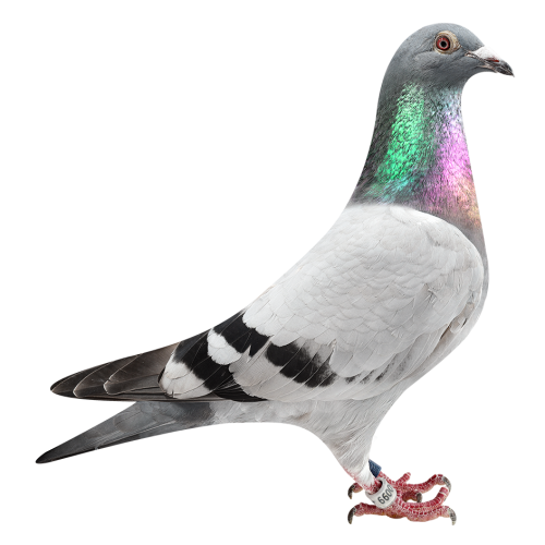 克里奥里波神奇雌-获世界最佳幼鸽鸽王4位