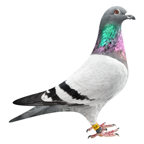 'Grddtr Frankie - Vivke'