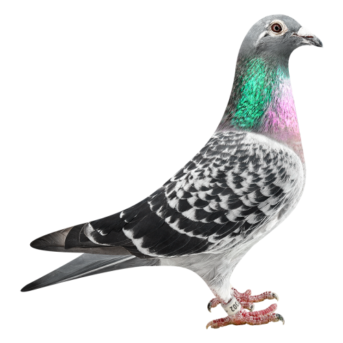 'Nest-sister Ace 301'