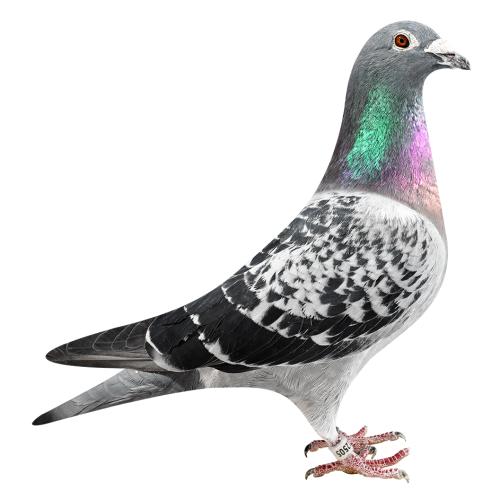 'Grandson Topbreeder 325'