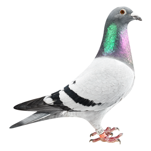 'Daughter Aske Noyon'