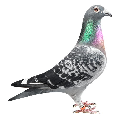 'Kannibaal Sprint 580'