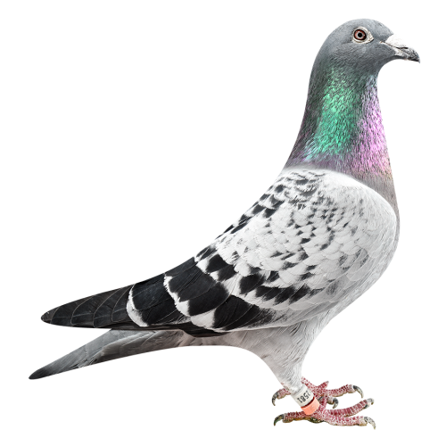 'Kannibaal Sprint 581'