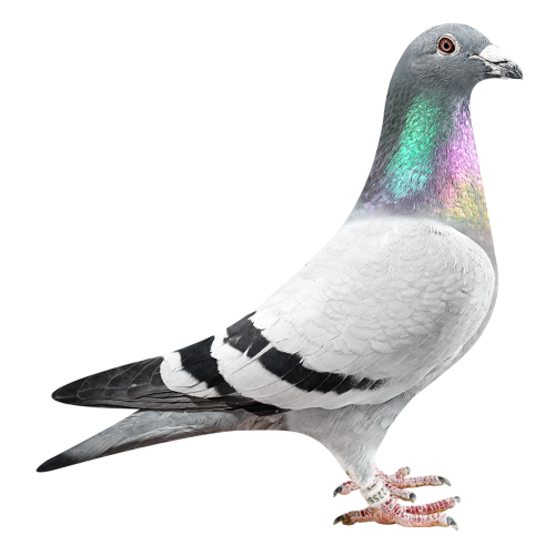 Natalia Kannibaal 584