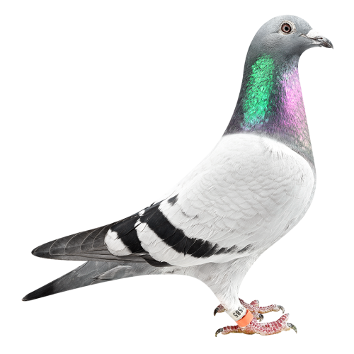 'Natalia Kannibaal 585'