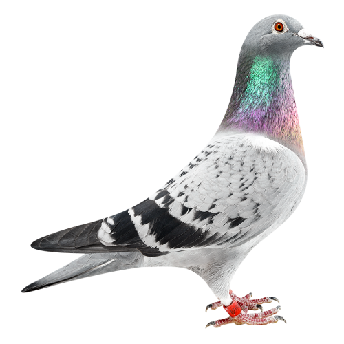 Queen & Topbreeder 325