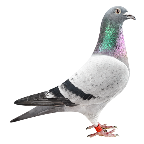 Son Blauwe Olympiade