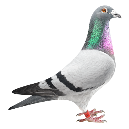 NAV鸽王亚军直子