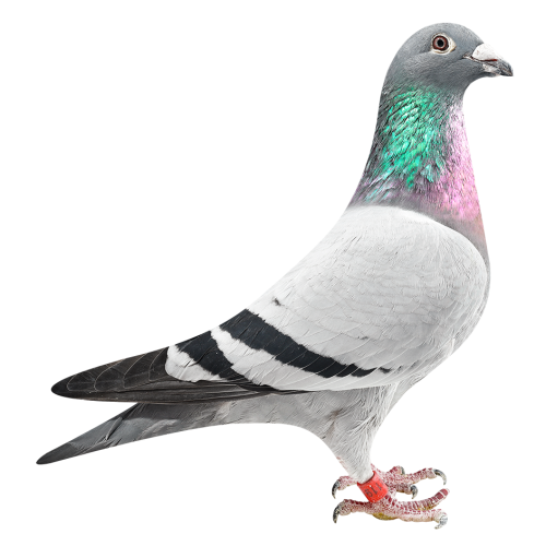 奥林匹克F组幼鸽鸽王6位半姐妹