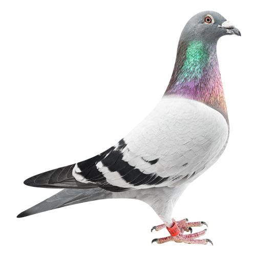 超级配对直子127