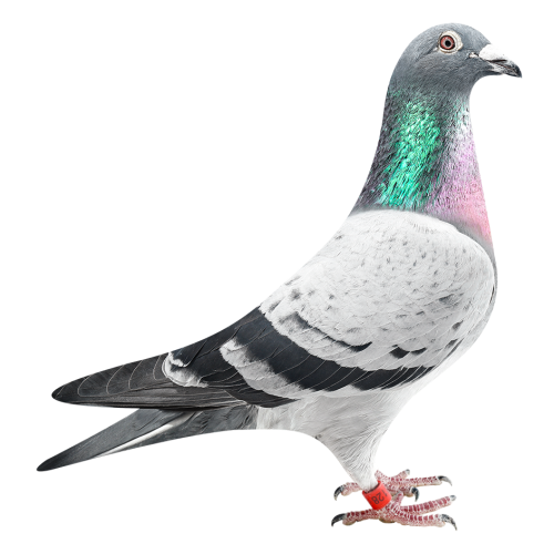 超级配对直子128